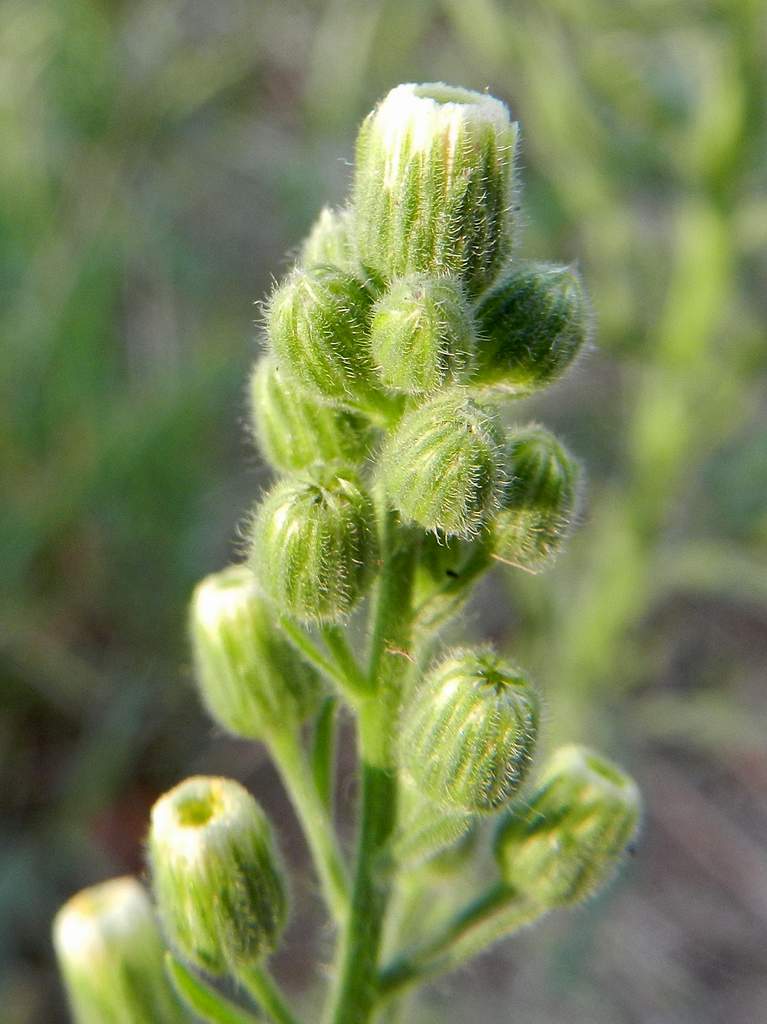 Erigeron sumatrensis